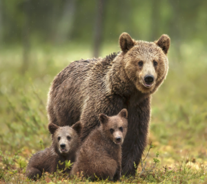 A family of bears standing in the forest