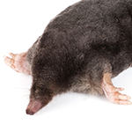 A mole on a white background