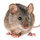 Mouse on a white background