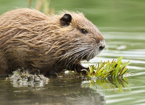 Nutria Removal Tampa | Wildlife Removal