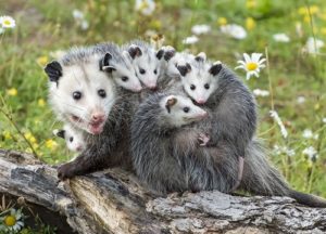 A family of opossums standing on a tree branch