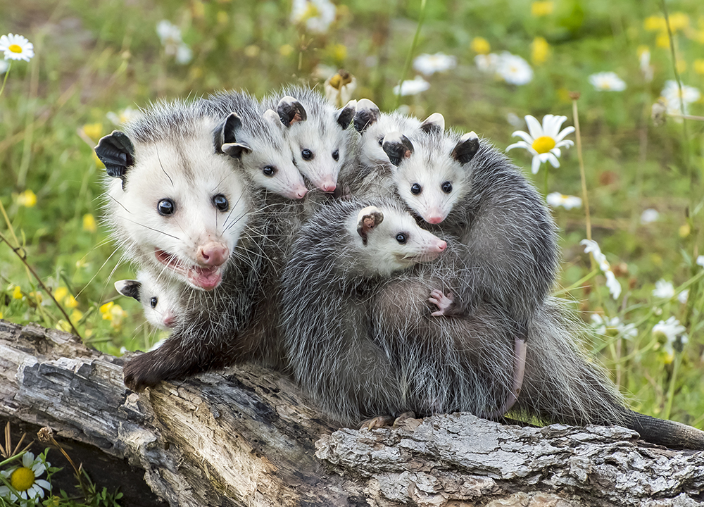 Opossum | Amazing Animal Interesting Facts & Photos | The 