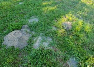 Pocket gopher holes all over a lawn