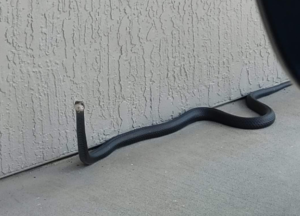 A black racer snake crawling on concrete