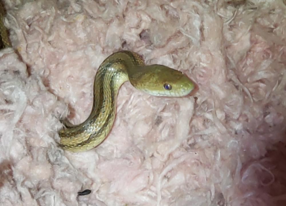 A yellow rat snake hunting rats in an attic