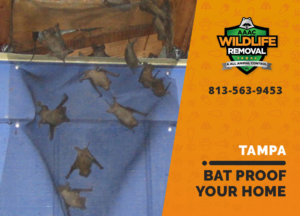 bat proofing my tampa home