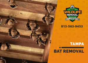 bat exclusion in tampa