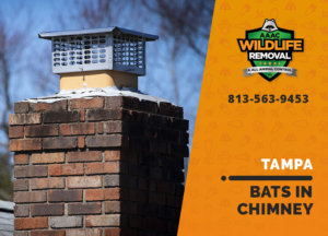 bat in chimney tampa