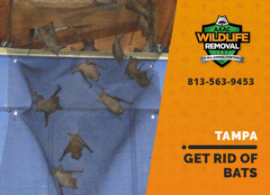get rid of bats tampa