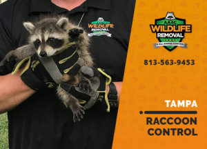 raccoon control tampa