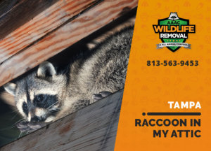 raccoon stuck in attic tampa