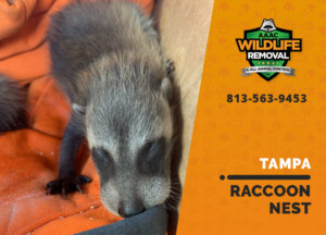 raccoon nest in attic tampa