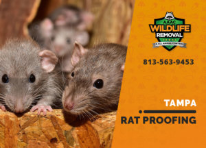 rat proofing in tampa