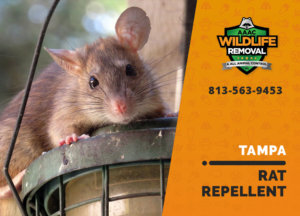 rat repellent useful tampa