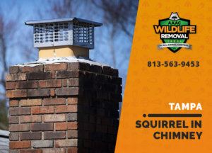 squirrel stuck in chimney tampa