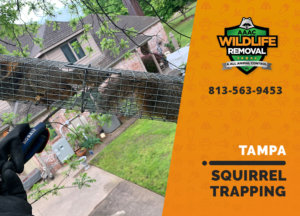 squirrel trapping program tampa
