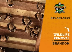 Brandon Wildlife Removal professional removing pest animal