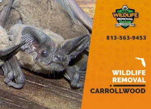 Carrollwood Wildlife Removal professional removing pest animal
