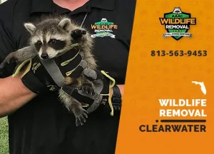 Clearwater Wildlife Removal professional removing pest animal