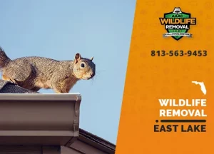 East Lake Wildlife Removal professional removing pest animal
