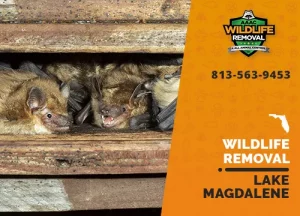 Lake Magdalene Wildlife Removal professional removing pest animal