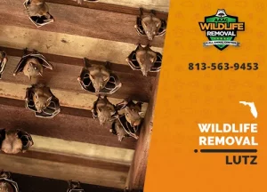 Lutz Wildlife Removal professional removing pest animal