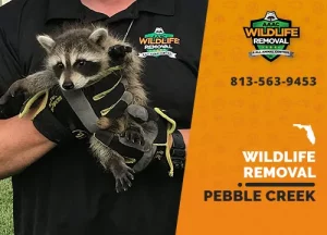 Pebble Creek Wildlife Removal professional removing pest animal