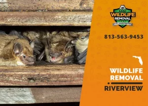 Riverview Wildlife Removal professional removing pest animal