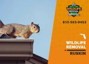 Ruskin Wildlife Removal professional removing pest animal
