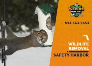 Safety Harbor Wildlife Removal professional removing pest animal