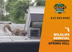 Spring Hill Wildlife Removal professional removing pest animal