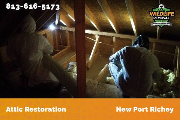 Attic Restoration New Port Richey