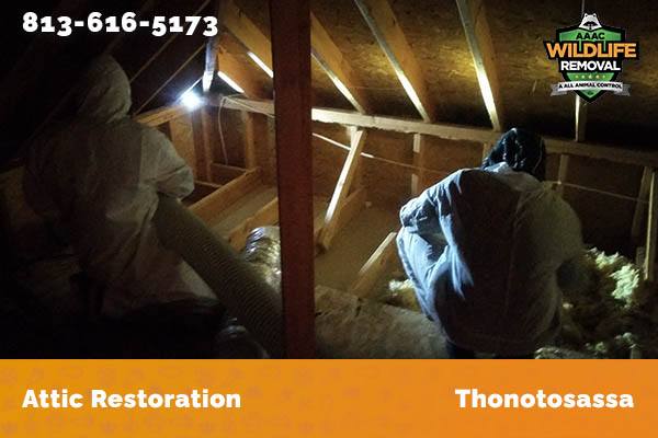Attic Restoration Thonotosassa
