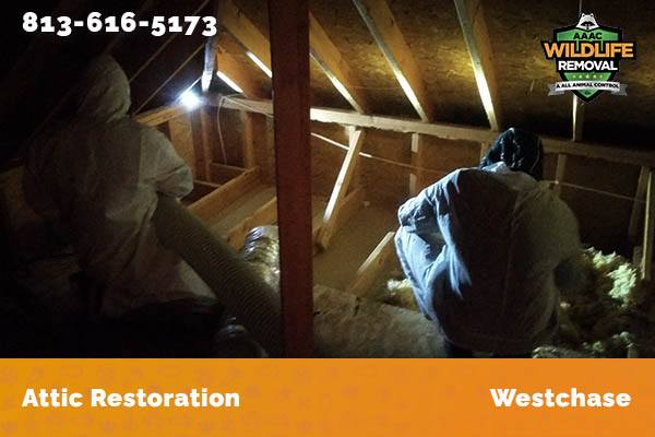 Attic Restoration Westchase