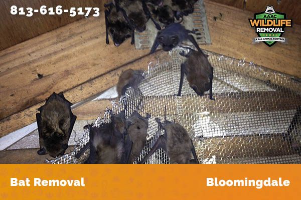 Bat Removal Bloomingdale