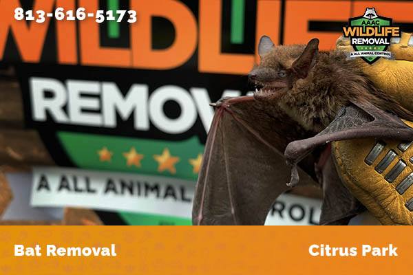 Bat Removal Citrus Park