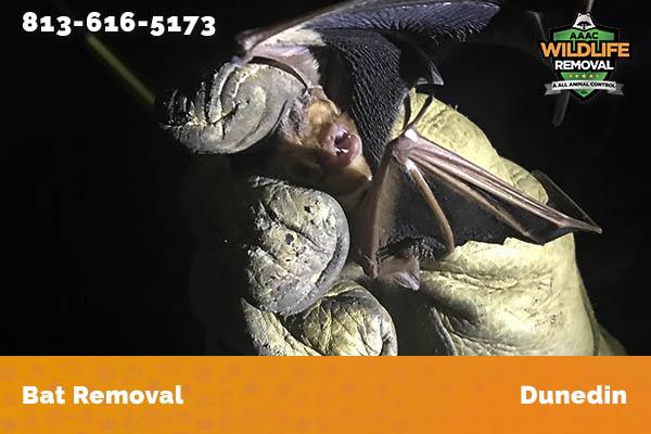 Bat Removal Dunedin