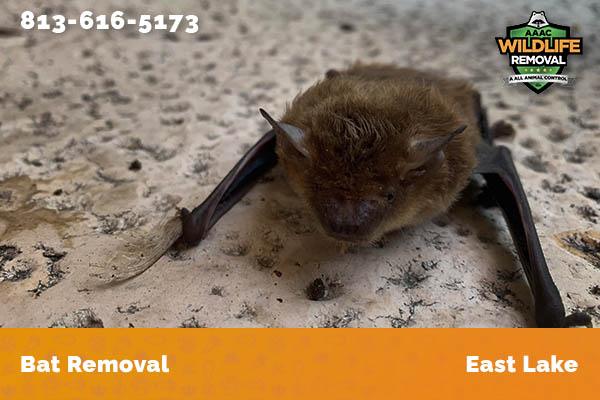 Bat Removal East Lake