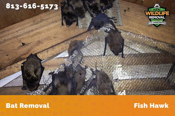 Bat Removal Fish Hawk