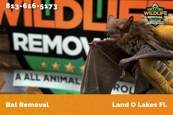 Bat Removal Land O Lakes