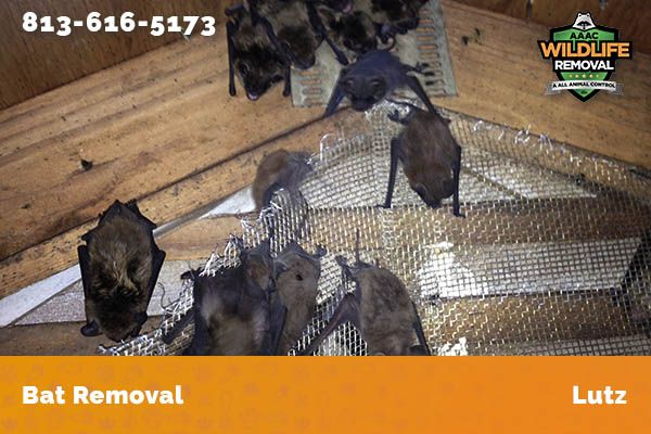 Bat Removal Lutz