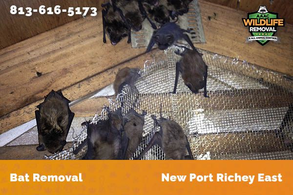 Bat Removal New Port Richey