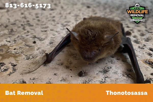 Bat Removal Thonotosassa