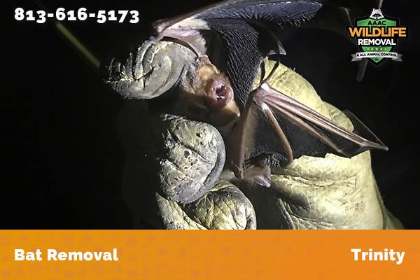 Bat Removal Trinity