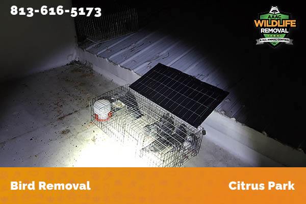 Bird Removal Citrus Park