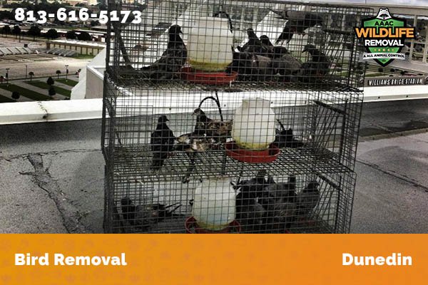 Bird Removal Dunedin