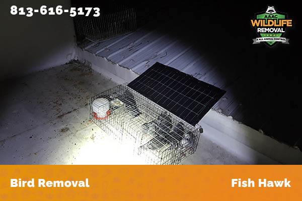 Bird Removal Fish Hawk