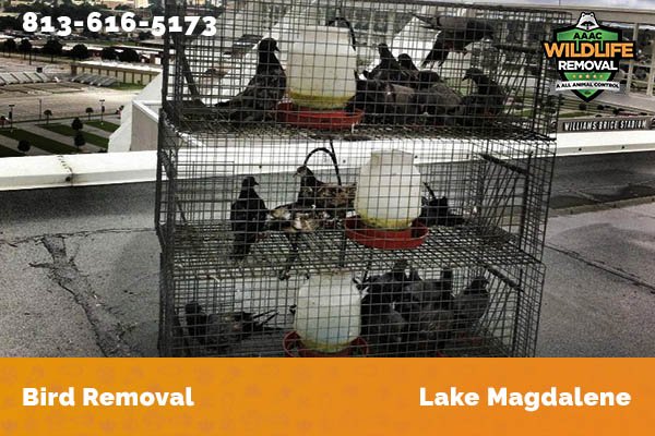 Bird Removal Lake Magdalene
