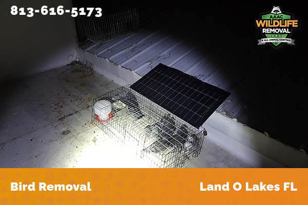 Bird Removal Land O Lakes