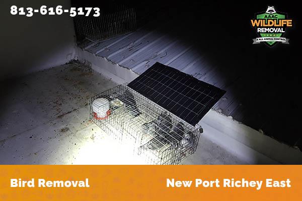 Bird Removal New Port Richey